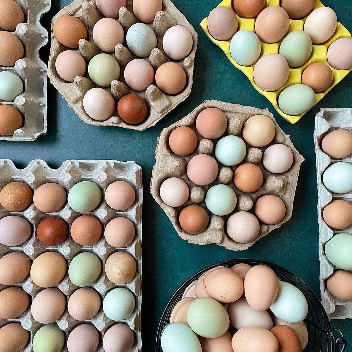 Hummingbird yarn Company- Farm Fresh Eggs