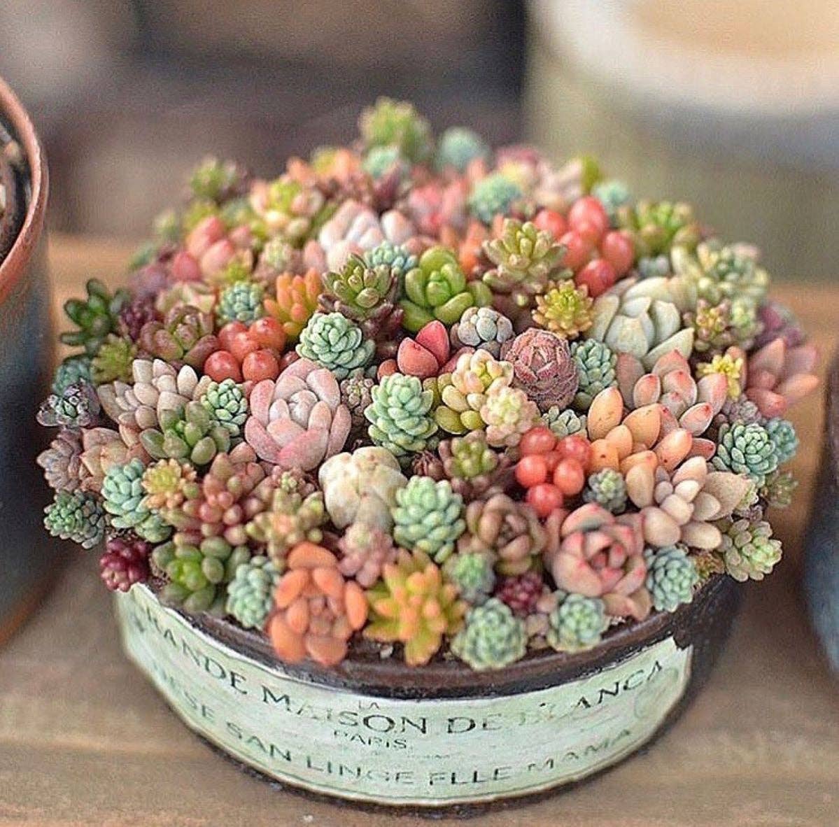 Hummingbird Yarn Company- Succulent Garden